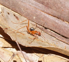 Leptomyrmex nigriventris