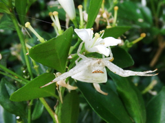 Thomisus okinawensis