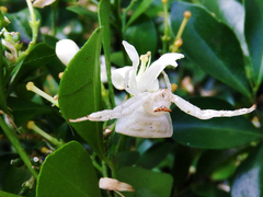 Thomisus okinawensis