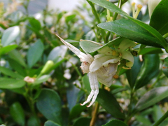 Thomisus okinawensis