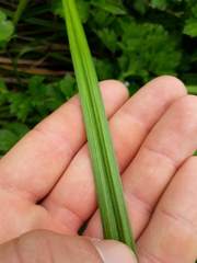 Carex fascicularis