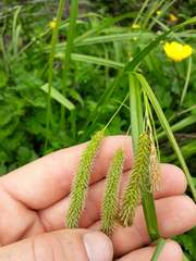 Carex fascicularis