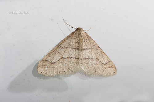 piadivka bodkovaná (Agriopis marginaria)