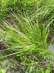 Carex fascicularis