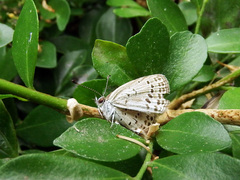 Pseudozizeeria maha okinawana