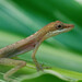Border Anole - Photo (c) Quentin Vandemoortele, some rights reserved (CC BY-NC), uploaded by Quentin Vandemoortele