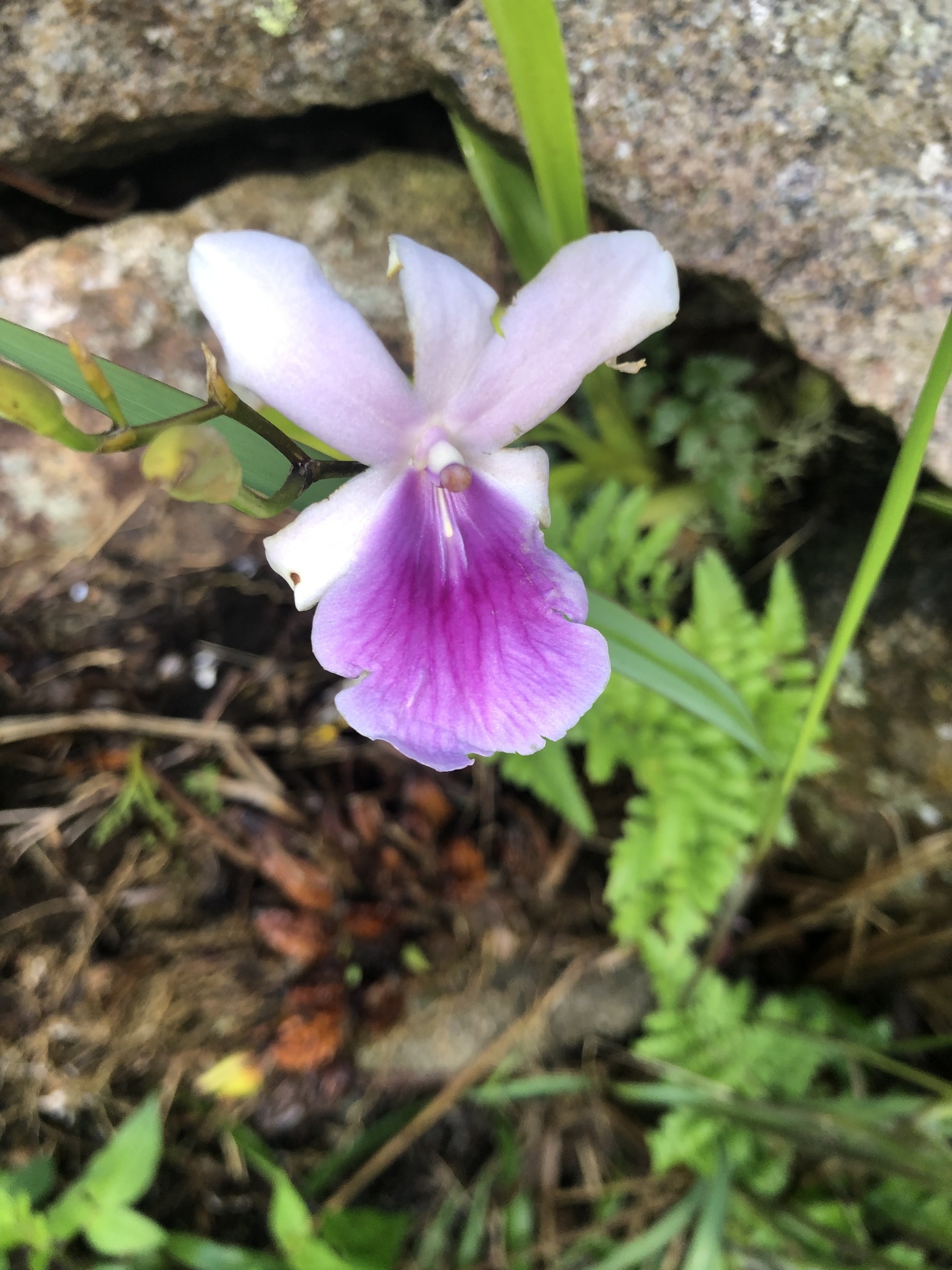 Imagem de Orquídea