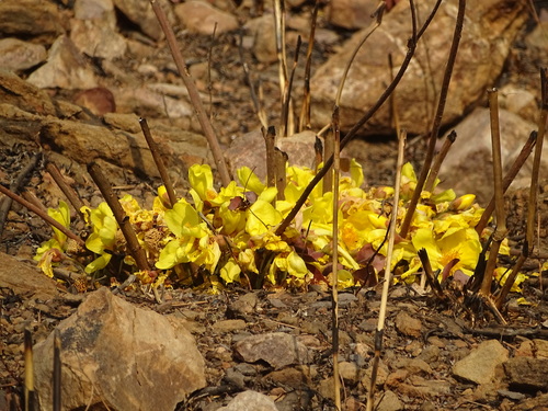 Cochlospermum tinctorium image