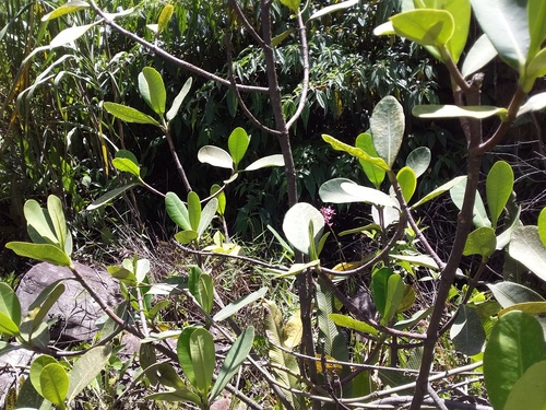 Clusia trochiformis, photograph 2