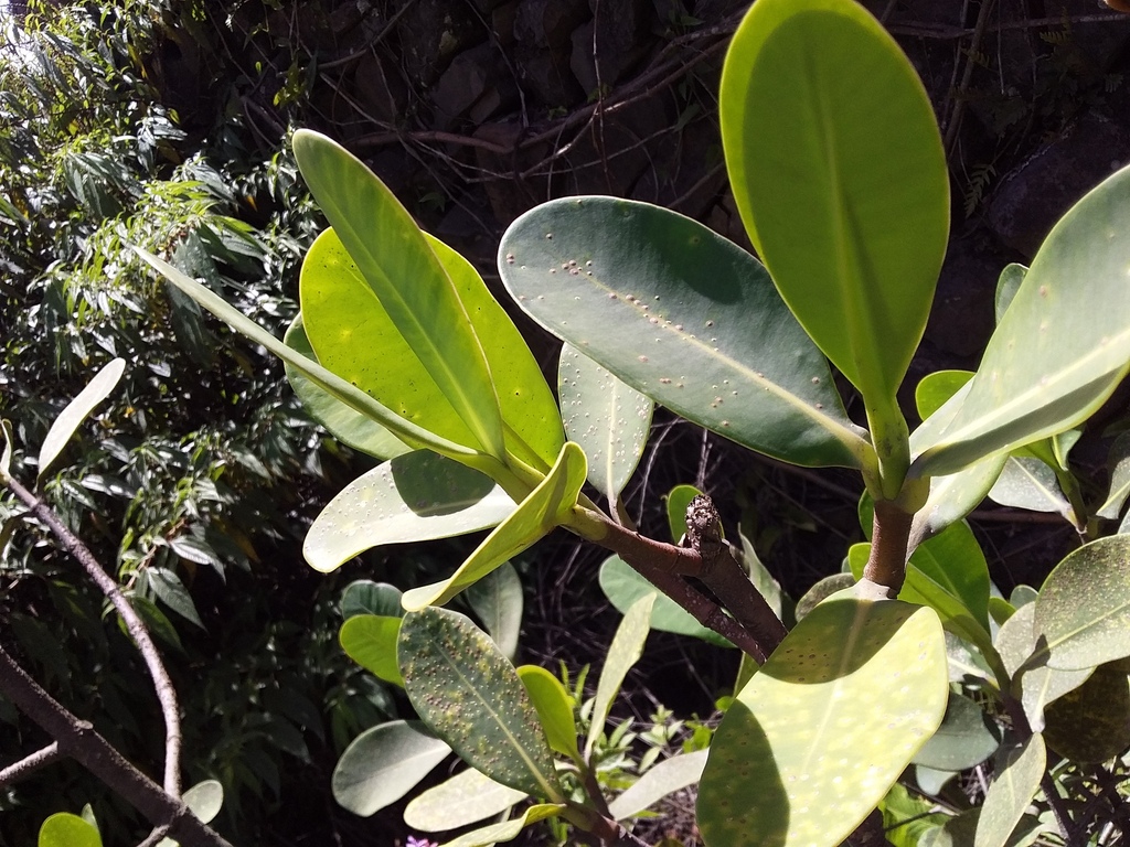 Clusia trochiformis; photograph (c) Humber Alberto, some rights reserved (CC BY)