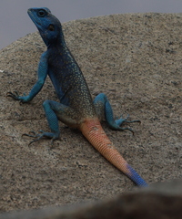 Anderson's Rock Agama photo 4