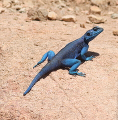 Yemen Ridgeback Agama photo 1