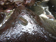 Sypharochiton sinclairi