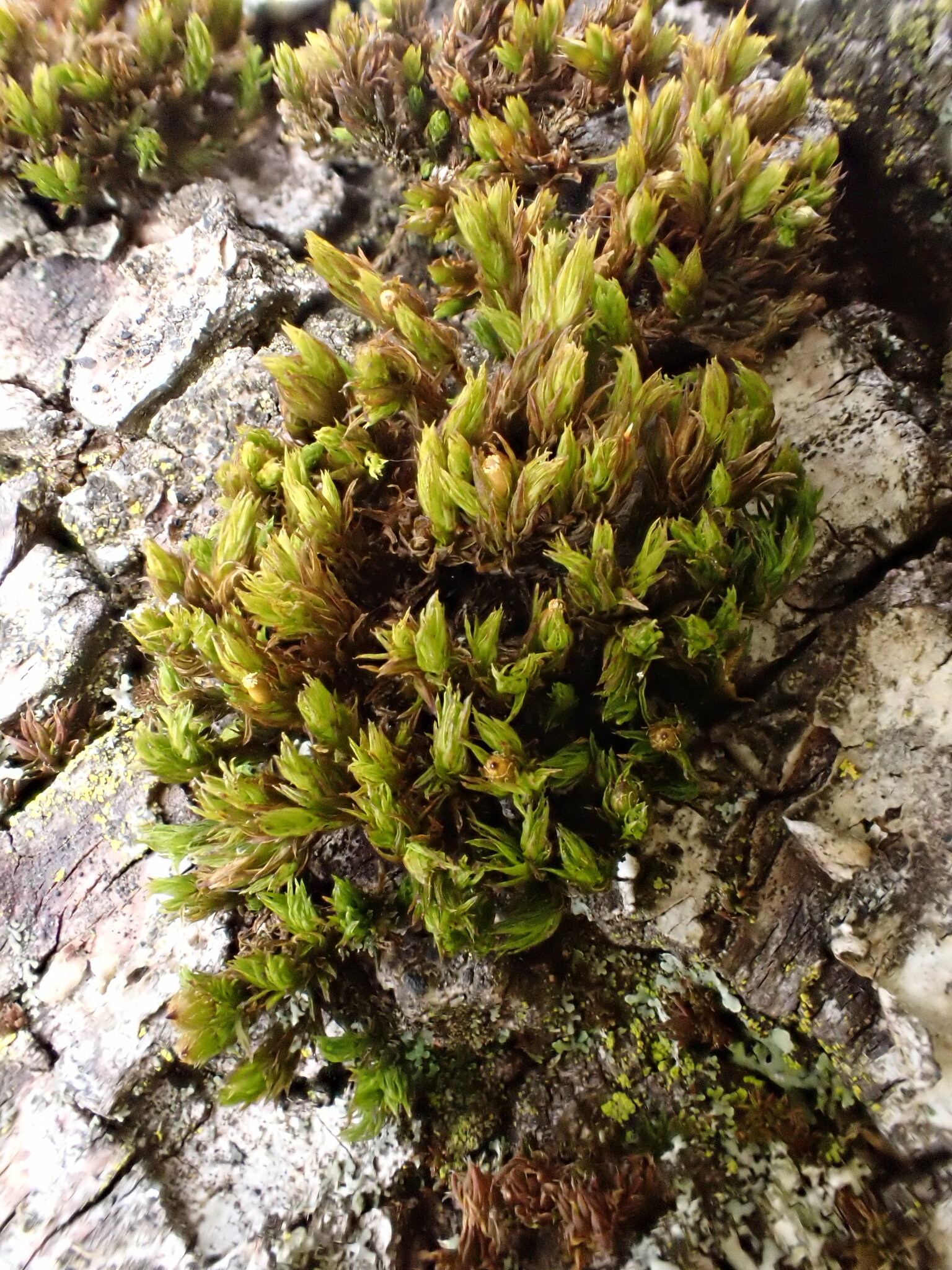Lewinskya striata