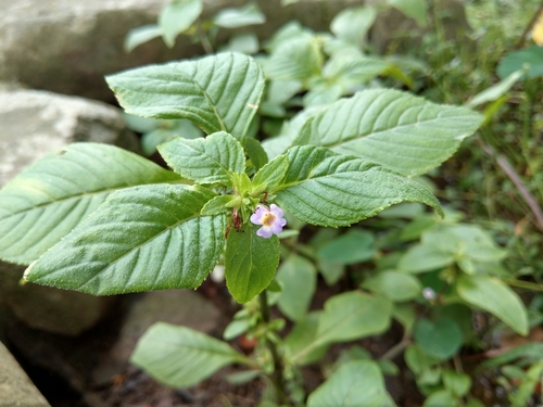 Limnophila rugosa iNat (1)