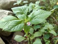 Limnophila rugosa