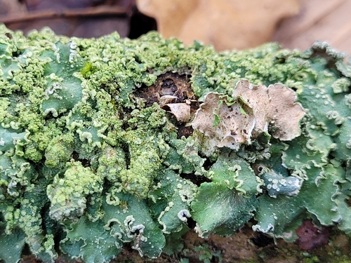 Powdered Speckled Shield Lichen