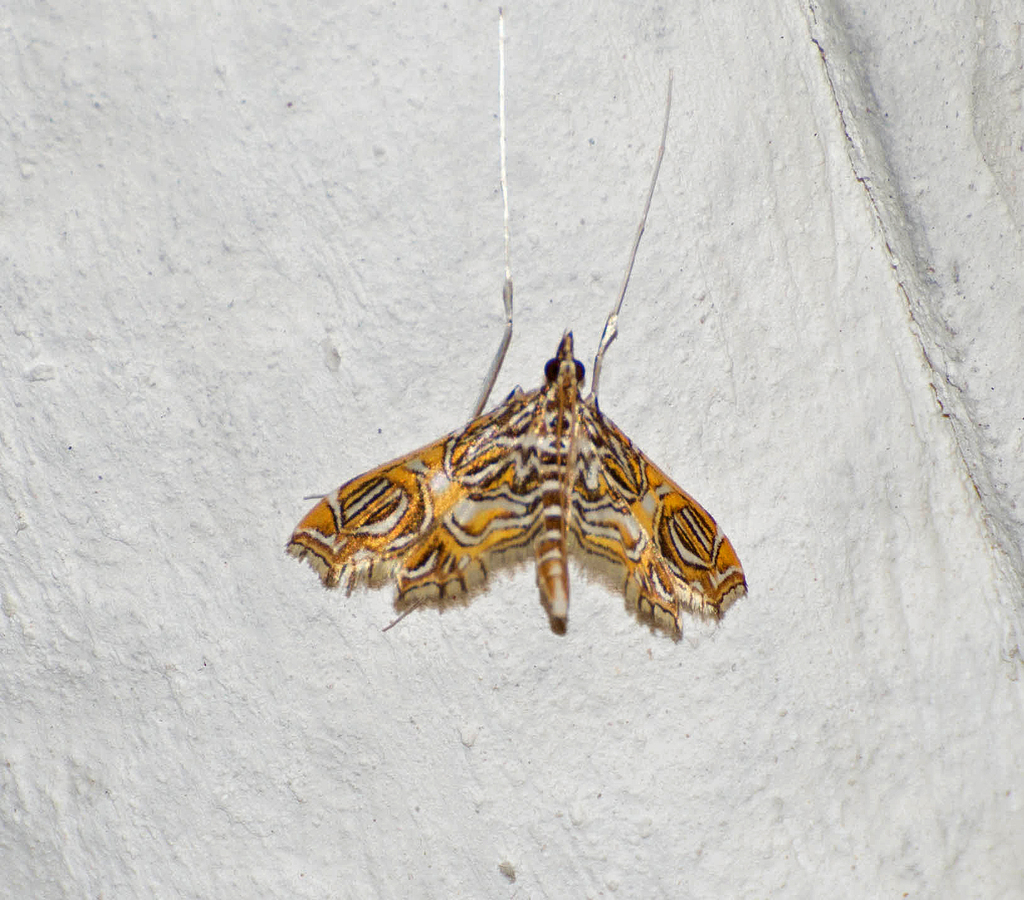 Aulacodes caepiosalis