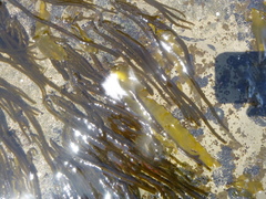 Myriogloea intestinalis