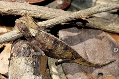Brown Leaf Chameleon photo 5