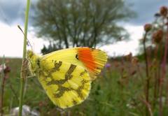 Anthocharis euphenoides