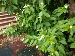 Pseudomussaenda flava