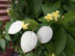 Pseudomussaenda flava