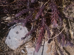 Thymelaea ruizii
