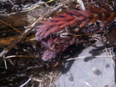 Thymelaea ruizii