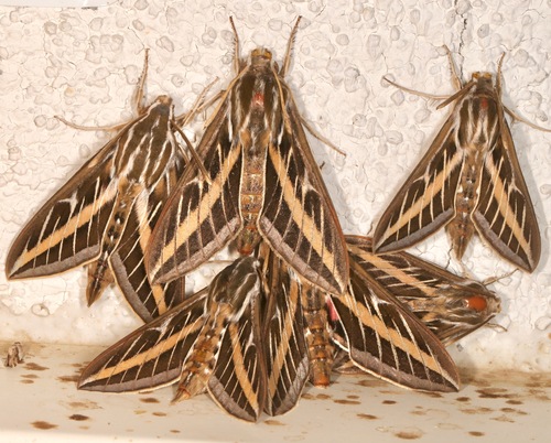 Photo of White-lined Sphinx (Hyles lineata)