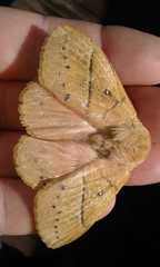 Philotherma rosa