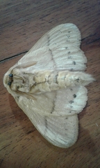 Philotherma rosa