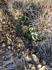 Coryphantha macromeris macromeris