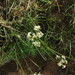 Dethawia splendens - Photo (c) margarida,  זכויות יוצרים חלקיות (CC BY-NC), הועלה על ידי margarida