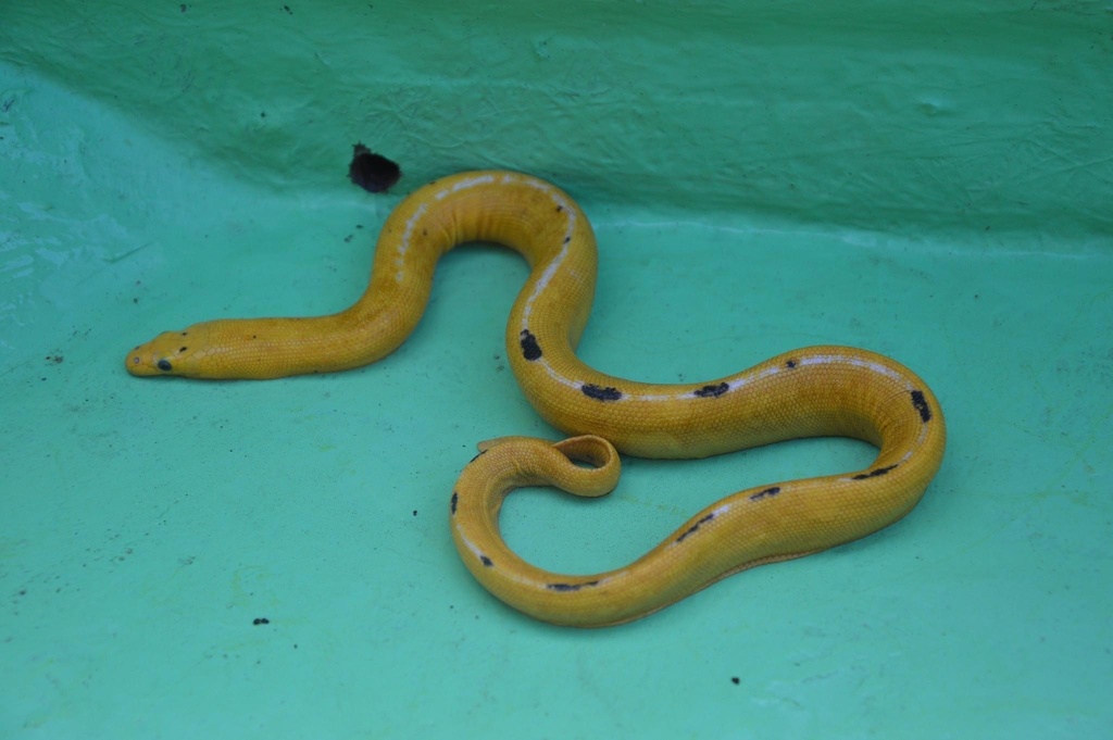Yellow Sea Snake from Pacific Ocean, Golfito, Puntarenas, CR on March ...