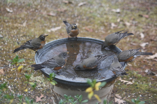American Robin photographed in Alabama