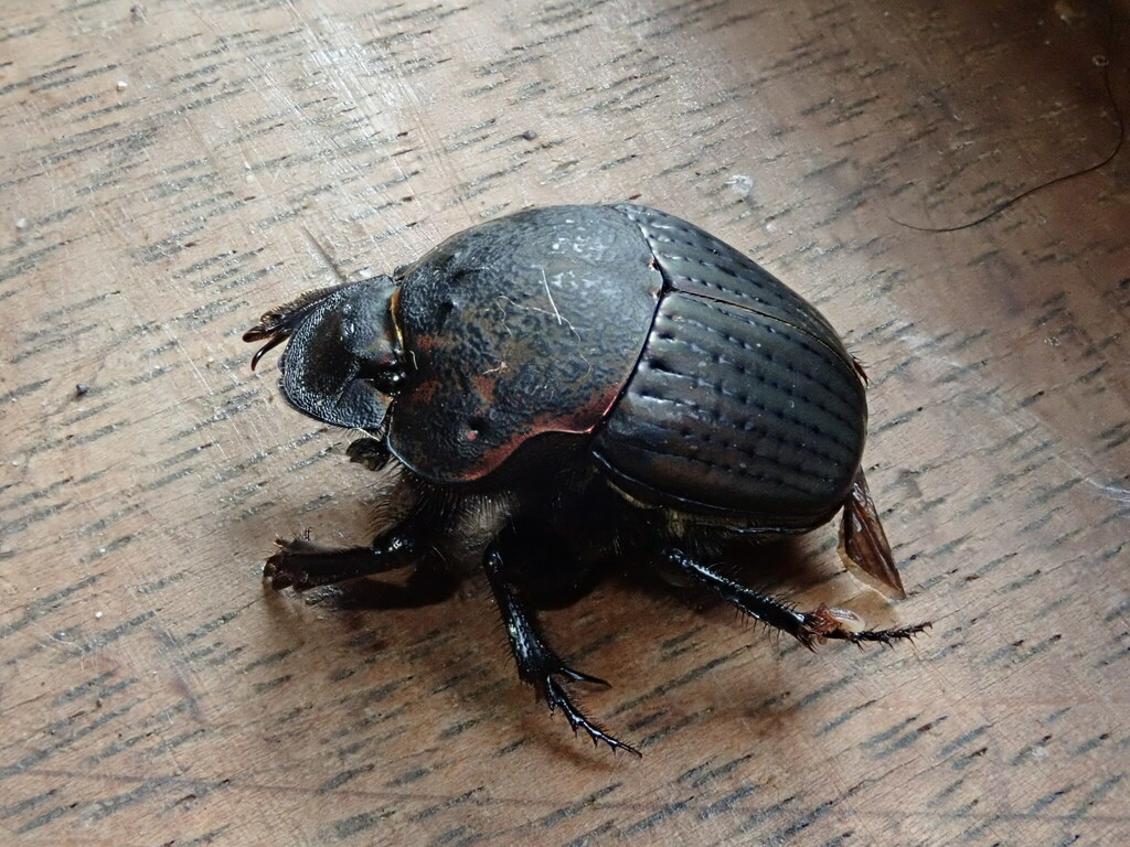 Phanaeus meleagris