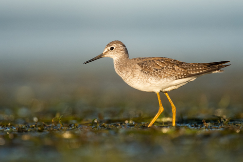 Lesser Yellowlegs