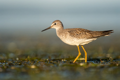 Lesser Yellowlegs photo 3