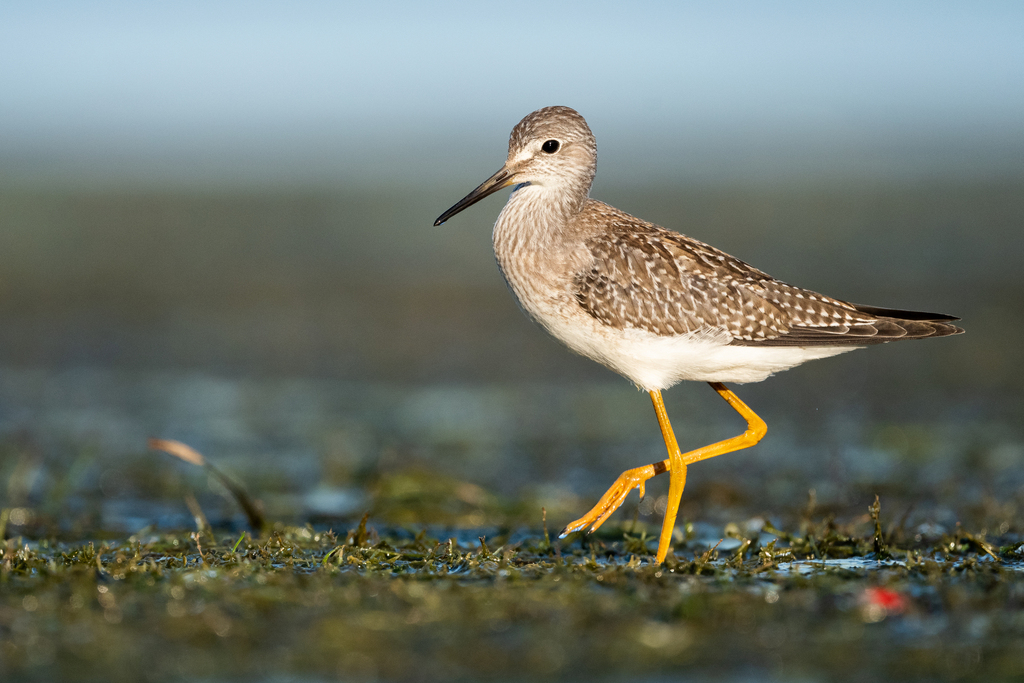Lesser Yellowlegs photo