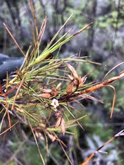 Dracophyllum sinclairii