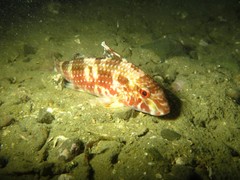 Upeneichthys