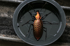 Carabus smaragdinus