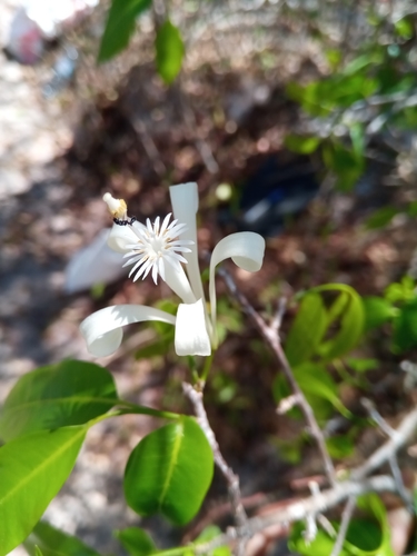 Humbertioturraea malifolia image