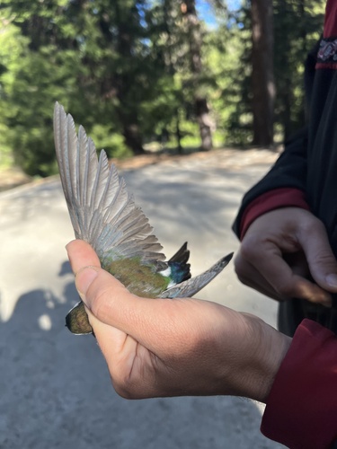 iNaturalist observation photo of Violet-green Swallow