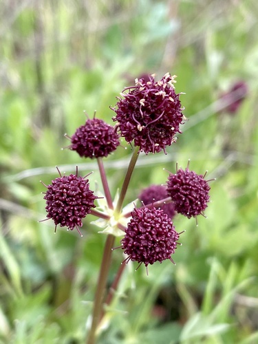 Sanicula bipinnatifida