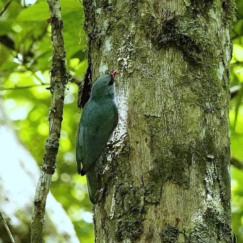 Nuthatch Vanga (Hypositta corallirostris), photo 4