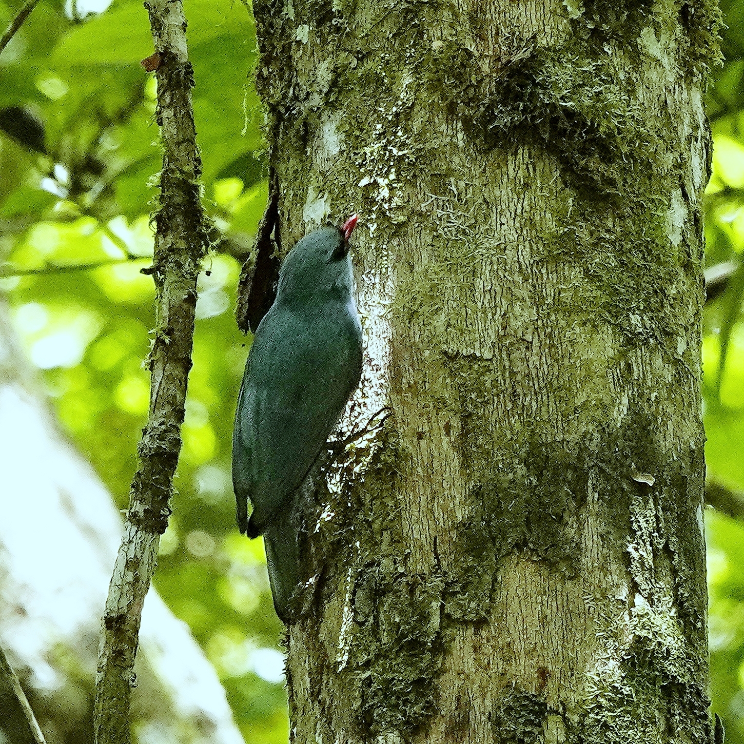 Nuthatch Vanga (Hypositta corallirostris), photo 3
