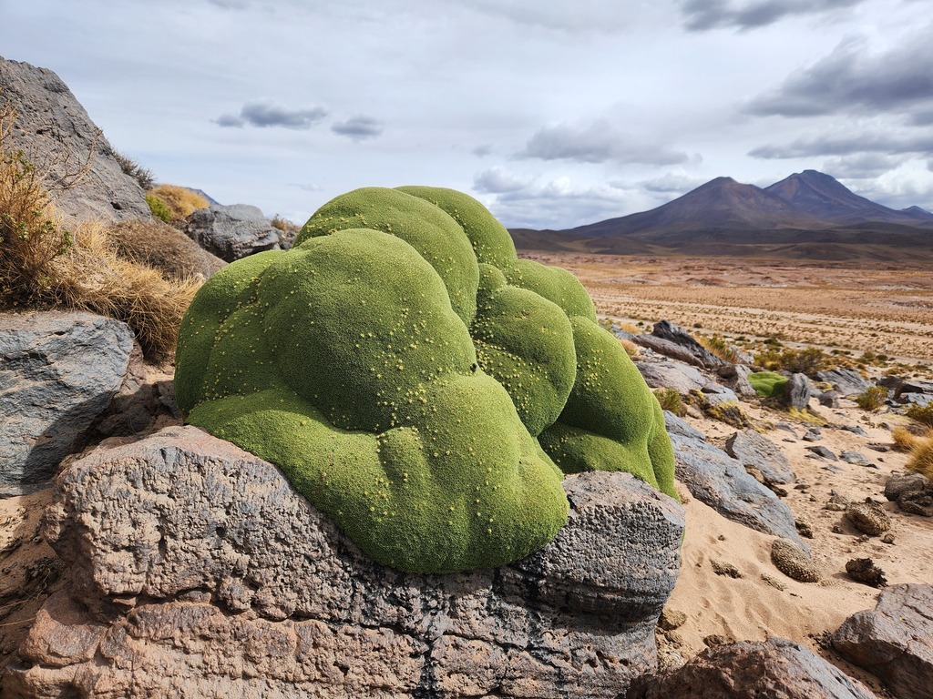 Azorelloideae