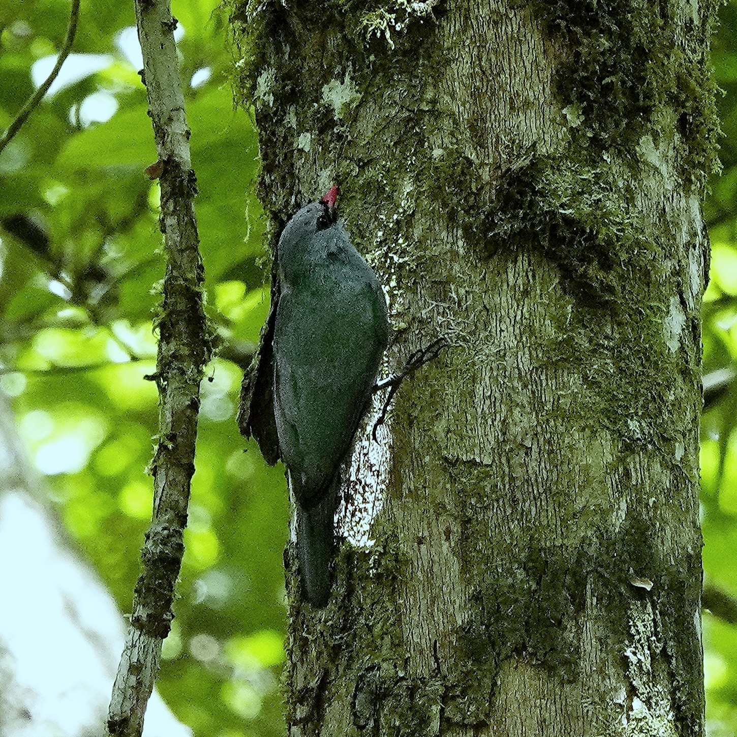 Nuthatch Vanga (Hypositta corallirostris), photo 4